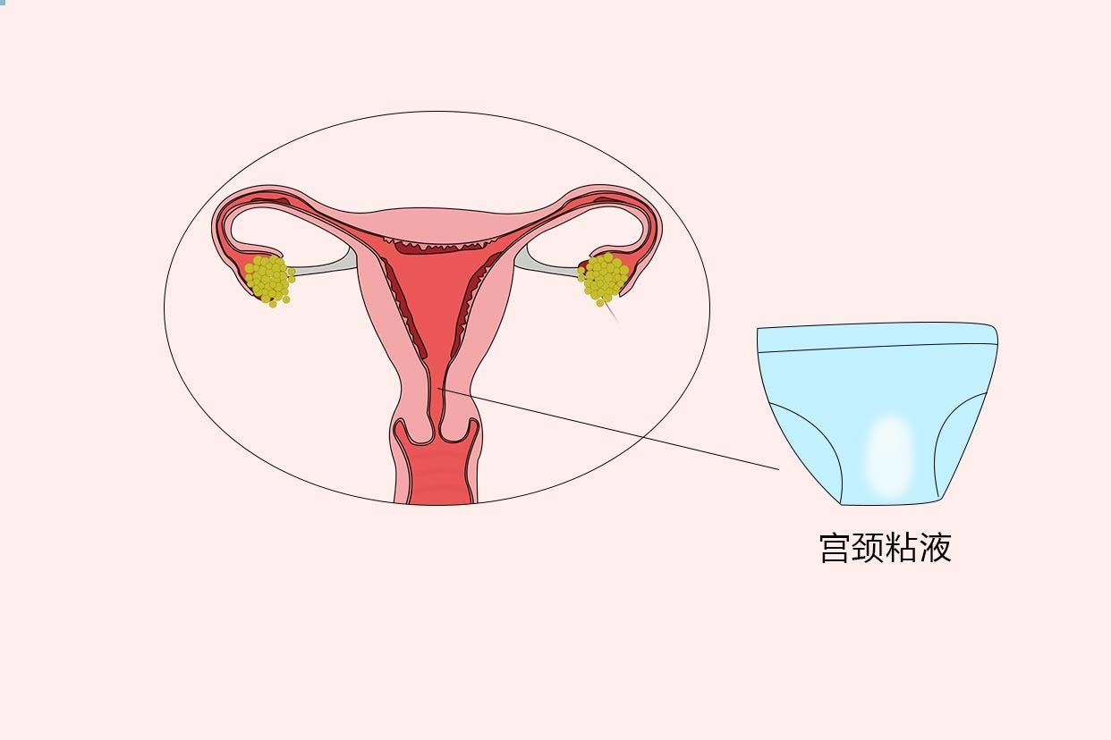 正确备孕，计算好排卵日期很重要